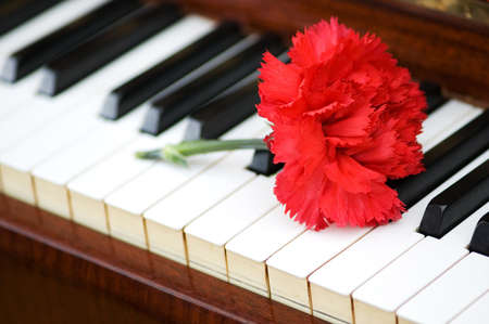 Romantic concept - red carnation on piano keysの写真素材