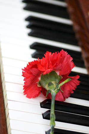 Romantic concept - red carnation on piano keysの写真素材