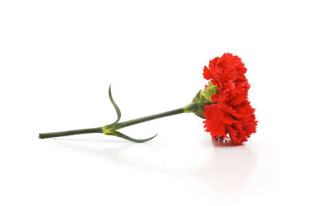 Red carnations isolated on the white backgroundの写真素材