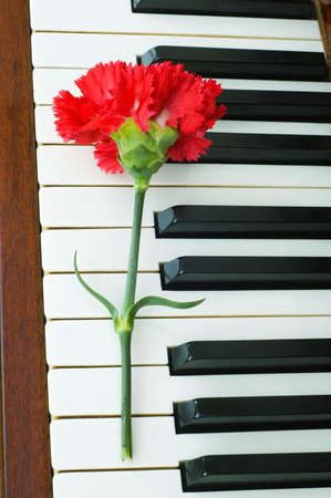 Romantic concept - red carnation on piano keys