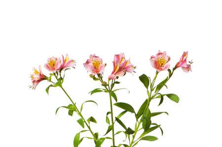 Colourful lilies isolated on the white backgroundの写真素材