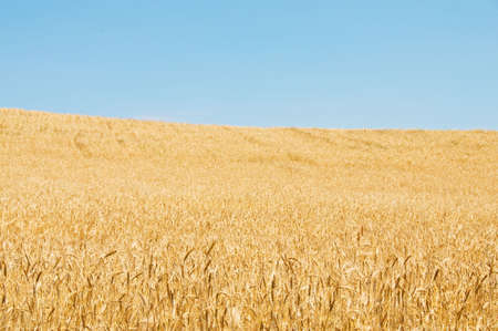 Wheat field on the bright summer dayの写真素材