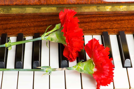 Romantic concept - red carnation on piano keysの写真素材