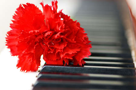 Red carnation on piano keys - shallow depth of fieldの写真素材