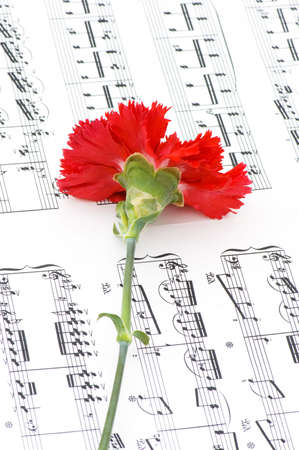 Red carnation flower on musical notes pageの写真素材