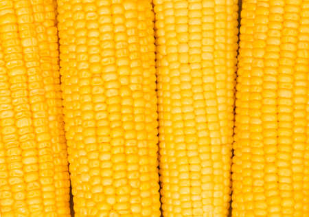 Extreme close up of yellow corn cobsの写真素材
