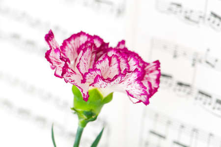 Red carnation flower on musical notes pageの写真素材
