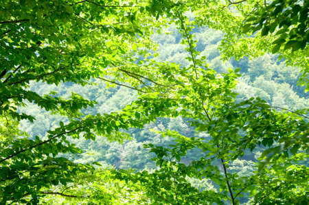 Nature concept - Green forest during bright summer dayの写真素材