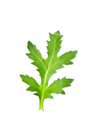 Green leaf isolated on the white backgroundの写真素材