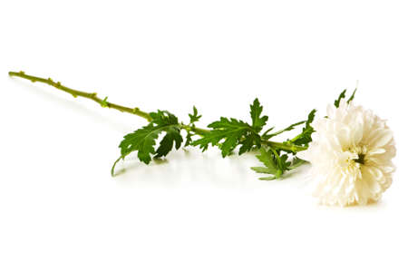 Chrysanthemum (mums) isolated on the white backgroundの写真素材