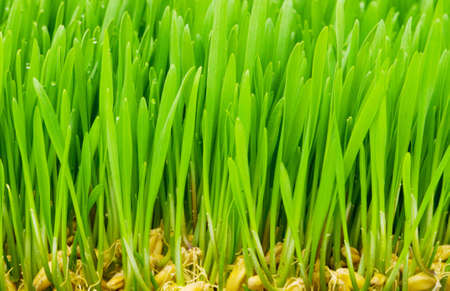 Close up of green grass on summer day