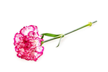 Red carnation isolated on the white backgroundの写真素材
