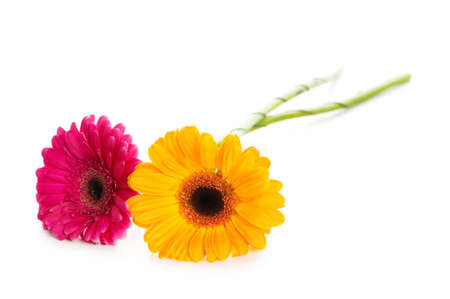 Two gerbera flowers isolated on the whiteの写真素材