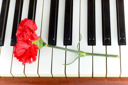Romantic concept - red carnation on piano keys