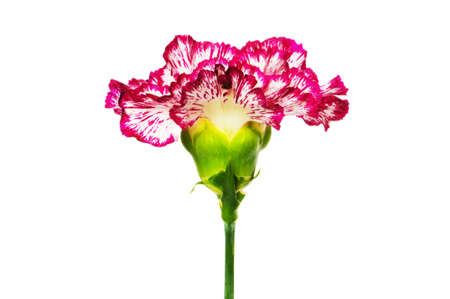 Red carnation isolated on the  white backgroundの写真素材