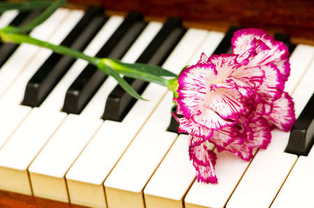 Romantic concept - red carnation on piano keysの写真素材