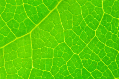 Very extreme close up of green leaveの写真素材