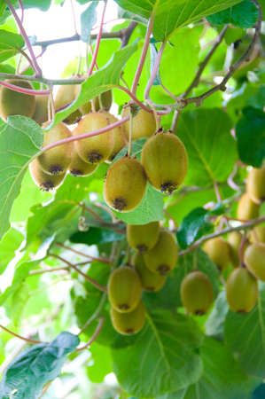 Big cluster of kiwi fruit on the treeの写真素材