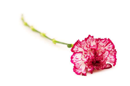 Red carnation isolated on the  white backgroundの写真素材