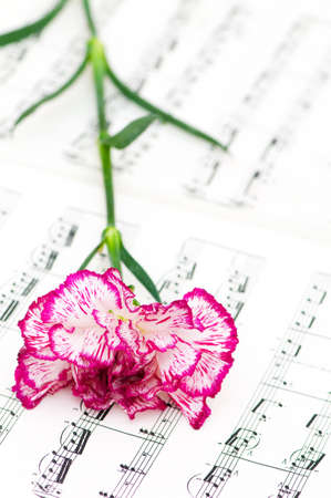 Romatic concept - red carnations flower on musical notes pageの写真素材