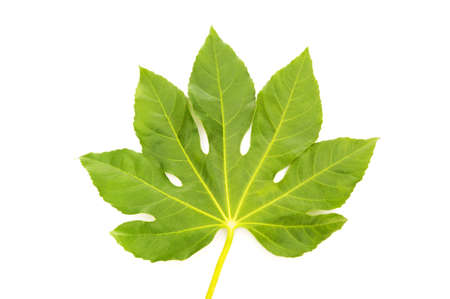 Green fig leaf isolated on the whiteの写真素材