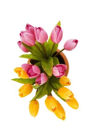 Colourful tulips isolated on the white backgroundの写真素材