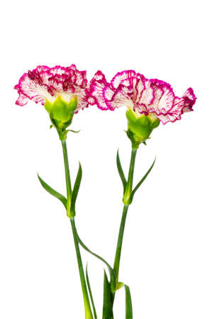 Red carnation isolated on the  white backgroundの写真素材