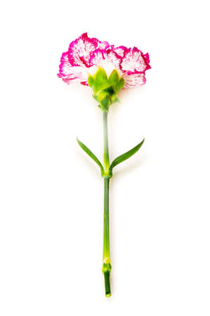 Red carnation isolated on the  white backgroundの写真素材
