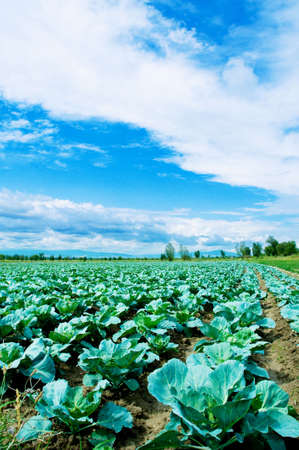 Many rows of green cabbageの写真素材