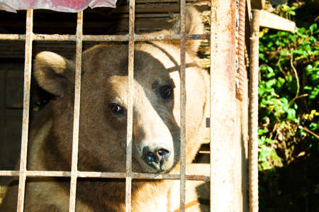 Brown bear in the metal cageの写真素材