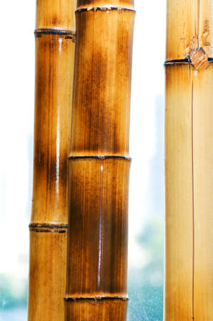 Bamboo branches isolated on the white backgroundの写真素材