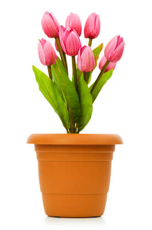 Pot with tuplis isolated on whiteの写真素材