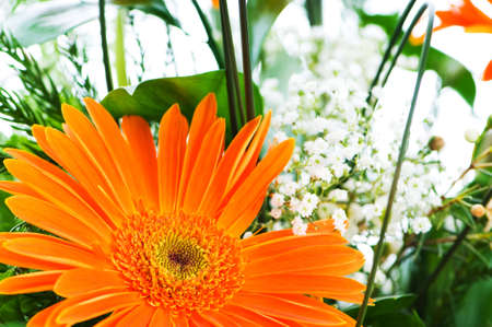 Orange gerbera flower agaisnt green blurred backgroundの写真素材