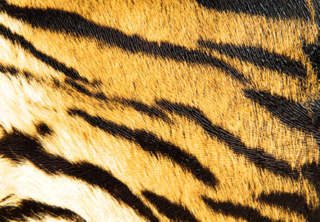 Imitation of tiger leather as a backgroundの写真素材