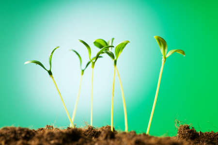 Green seedling illustrating concept of new lifeの写真素材