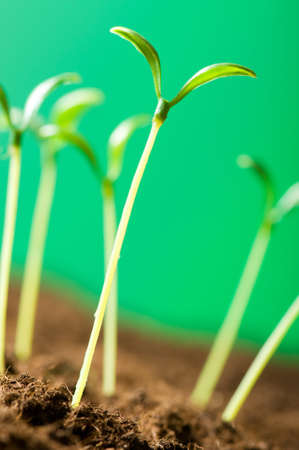 Green seedling illustrating concept of new lifeの写真素材