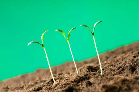 Green seedling illustrating concept of new lifeの写真素材