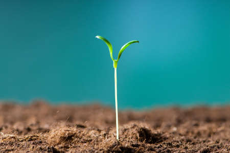 Green seedling illustrating concept of new lifeの写真素材