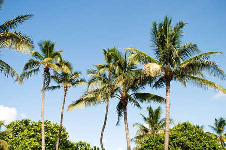 Palms trees on the beach during bright dayの写真素材