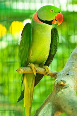 Colourful parrot bird sitting on the perchの写真素材