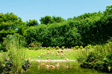 Pink lamingoes on the bright summer dayの写真素材