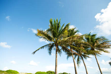 Palms trees on the beach during bright dayの写真素材