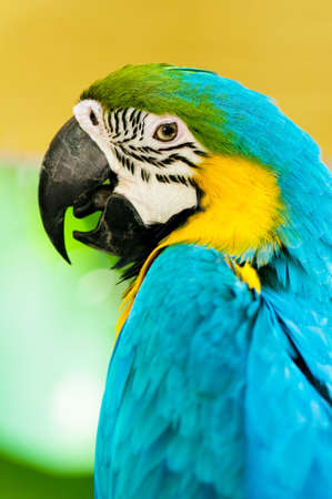 Colourful parrot bird sitting on the perch