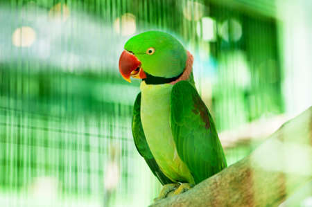 Colourful parrot bird sitting on the perch 