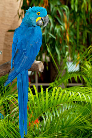 Colourful parrot bird sitting on the perch の写真素材