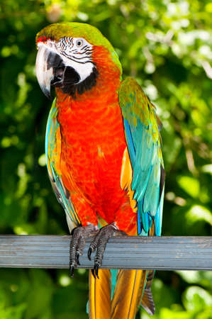 Colourful parrot bird sitting on the perch 