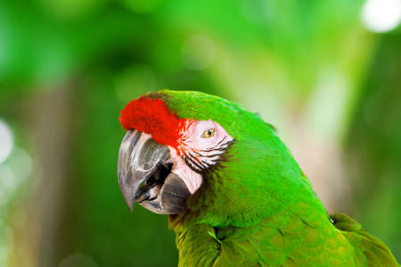 Colourful parrot bird sitting on the perch 