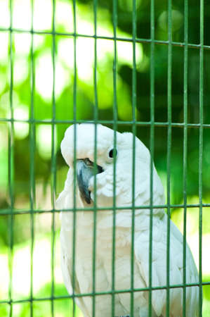 Colourful parrot bird sitting on the perch の写真素材