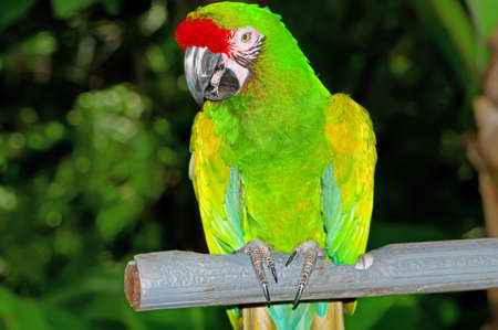 Colourful parrot bird sitting on the perch の写真素材