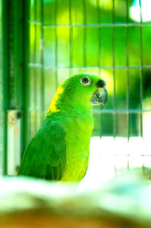 Colourful parrot bird sitting on the perch 